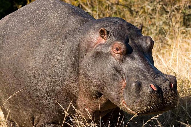 2-Hour Game Drive at the Plettenberg Bay Game Reserve - Who This Tour Fits Best (and Who Might Want More Time)