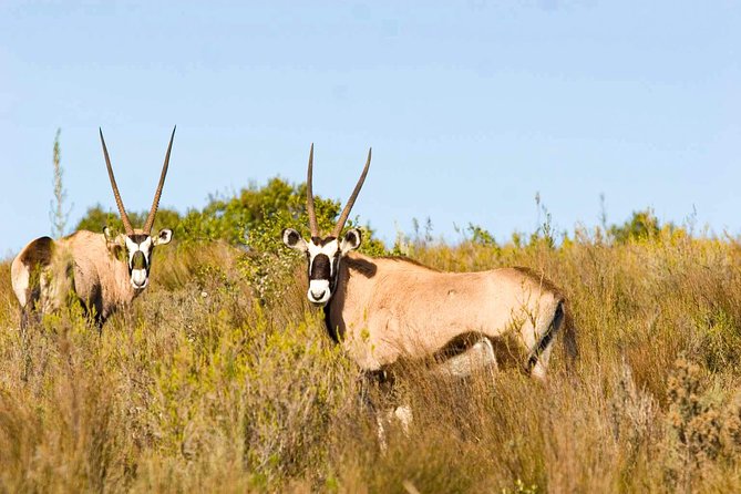 2-Hour Game Drive at the Plettenberg Bay Game Reserve - Morning vs Afternoon Departure: Picking the Better Window