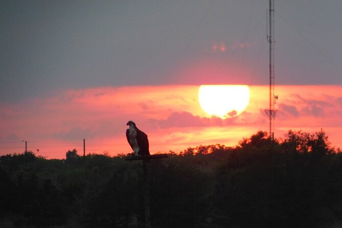 2-Hour Sunset Safari Eco Cruise on the Osprey from Cape May - Key highlights to look for