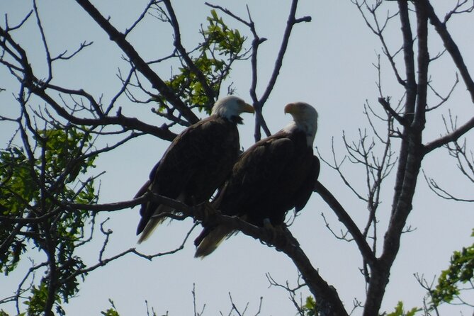 2-Hour Sunset Safari Eco Cruise on the Osprey from Cape May - Where to meet the Osprey and what 6:00 pm really means