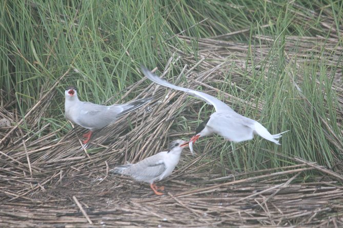 2-Hour Sunset Safari Eco Cruise on the Osprey from Cape May - What the guides teach you while you’re scanning the water