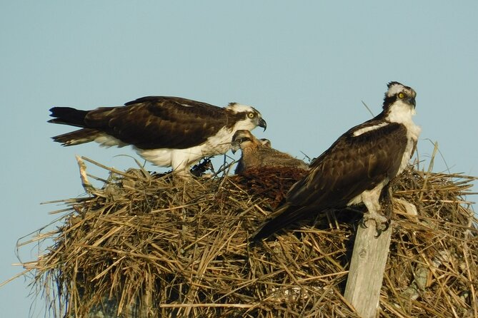 2-Hour Sunset Safari Eco Cruise on the Osprey from Cape May - What you’ll likely see: birds, roosting moments, and marsh life