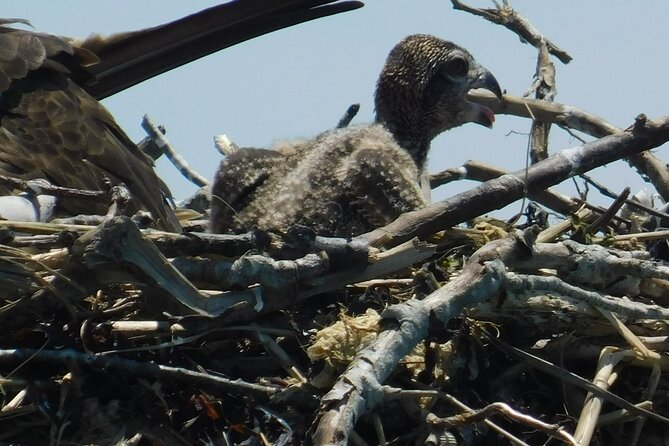 2-Hour Sunset Safari Eco Cruise on the Osprey from Cape May - Price and value: why $38 works for what you’re getting