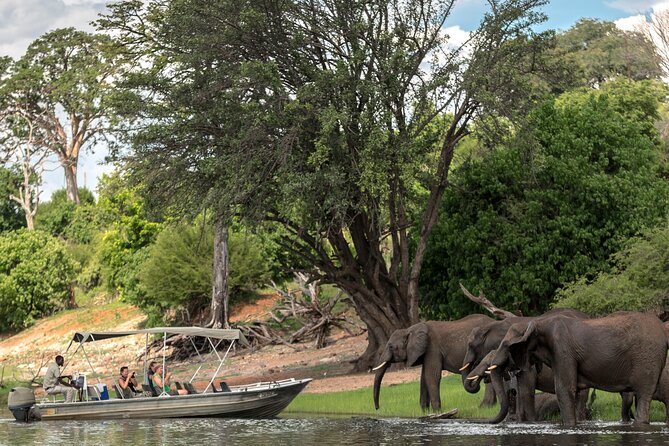 2 Nights 3 Days Chobe Safari ex Livingstone/ Victoria Falls - Wildlife spotting: how guides turn animals into real moments