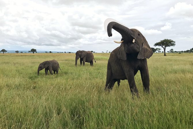 2 nights 3 days safari to mikumi national park - Key takeaways before you go