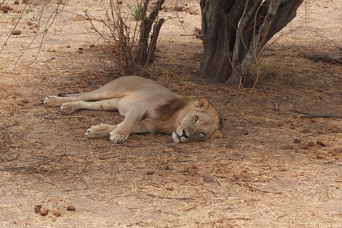 2 nights 3 days safari to mikumi national park - Mikumi in a tight schedule: Dar to the park and back