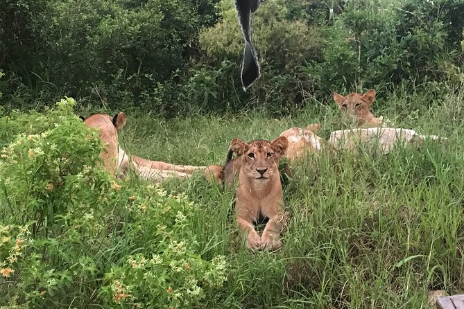 2 nights 3 days safari to mikumi national park - Price and value: what $650 covers (and what it doesn’t)