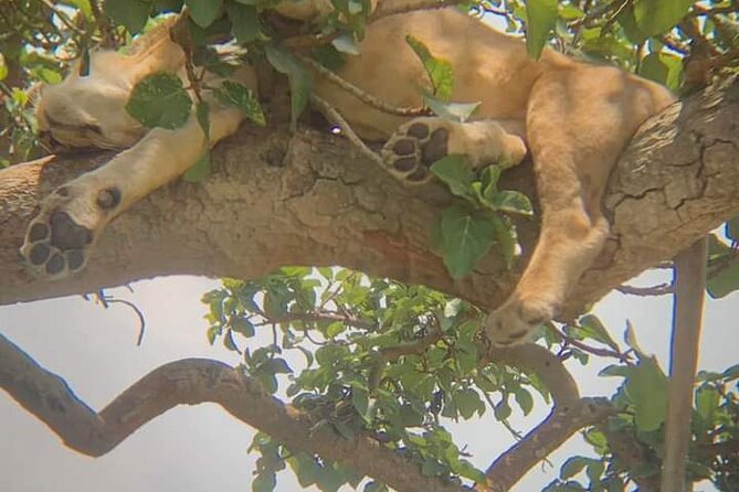 25 day uganda Rwanda kenya and Tanzania safari Zanzibar inclusive - Bwindi and Volcanoes gorilla days: one hour, lots of emotion, and muddy trails