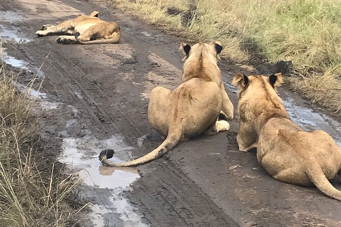 25 day uganda Rwanda kenya and Tanzania safari Zanzibar inclusive - Masai Mara to Serengeti via Isebania: long transfer day with a purpose