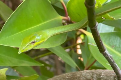 2h Bentota River Safari: Crocodiles, Monkeys, Mangrove & more - The wildlife checklist: crocodiles, monitors, monkeys, and more