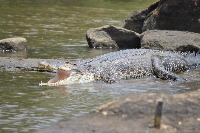 2h Bentota River Safari: Crocodiles, Monkeys, Mangrove & more - Pickup, timing, and the private-tour advantage