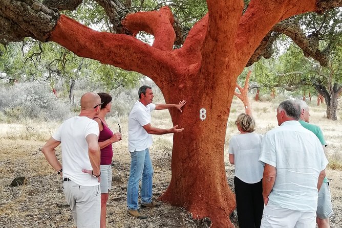 2hr Cork Safari in a Classical Land Rover - Who should book this cork safari in the Alentejo cork country