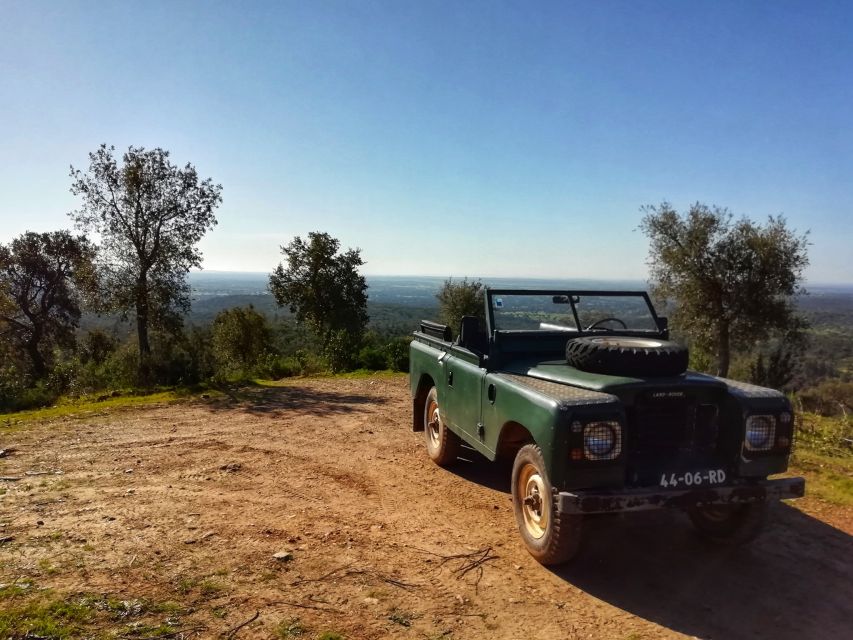 2hr Cork Safari in a Classical Land Rover - Wildlife Chances in the Cork Woods: What You Might See