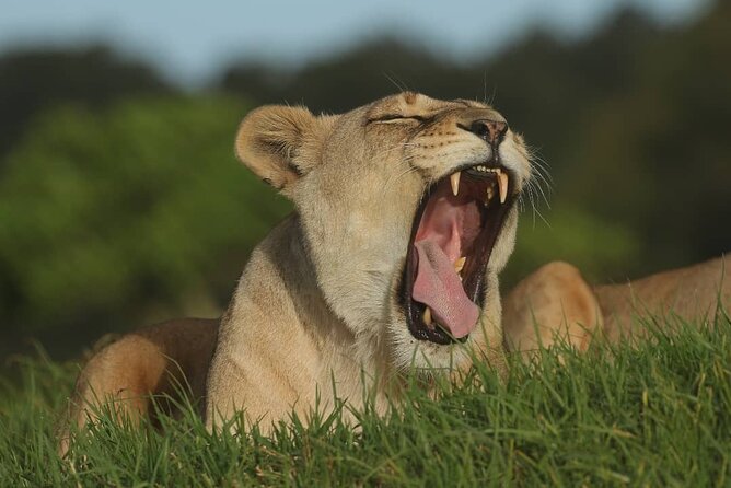 2hr Guided Game Drive at 10h00; Kragga Kamma Game Park Ticket - The 2-hour open-vehicle drive: what happens once you’re inside