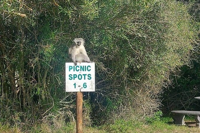 2hr Guided Game Drive at 10h00; Kragga Kamma Game Park Ticket - Animals you can reasonably hope to see