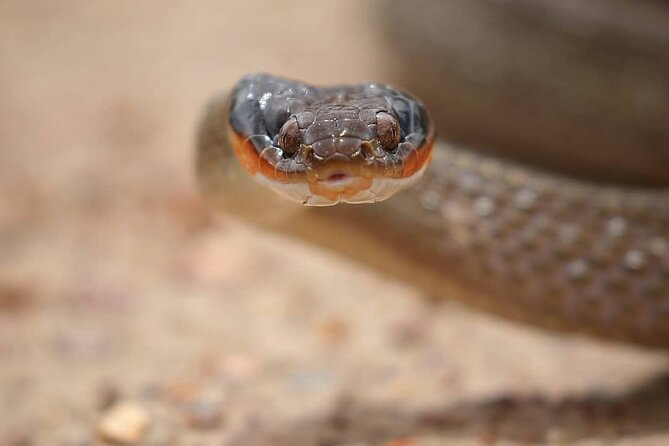 2hr Guided Game Drive at 10h00; Kragga Kamma Game Park Ticket - What to bring: cameras, binoculars, and weather basics