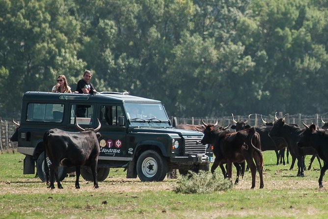 3.5 Hour Camargue 4x4 Safari from Le Grau-du Roi - So, should you book Camargue Autrement’s 4x4 safari from Le Grau-du-Roi?
