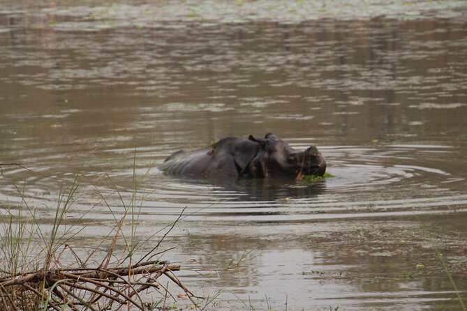 3-Day Chitwan National Park Jungle Safari Tour Package with Pick Up - Day 2 on the Rapti River: canoe ride, birds, and Marsh Mugger crocodiles