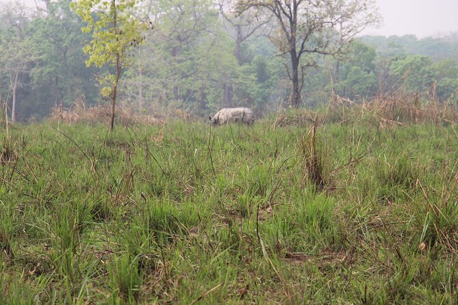3-Day Chitwan National Park Jungle Safari Tour Package with Pick Up - Day 3 morning bird watching and the long return to Kathmandu