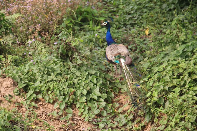 3-Day Chitwan National Park Jungle Safari Tour Package with Pick Up - Where you’ll stay near Chitwan: three-star resort style, not luxury