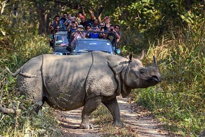 3-Day Chitwan National Park Jungle Safari Tour Package with Pick Up - Bus ride reality check: pickup timing, stops, and motion-sickness planning