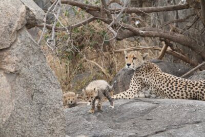 3-Day Classic Serengeti Safari - Arusha Pickup to Day 1 Serengeti Afternoon Game Drive
