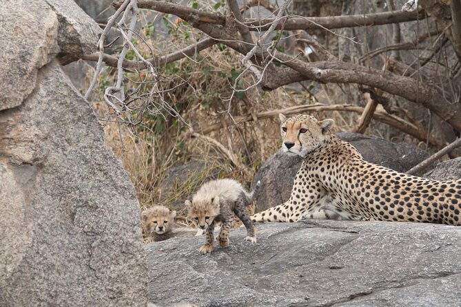 3-Day Classic Serengeti Safari - Arusha Pickup to Day 1 Serengeti Afternoon Game Drive