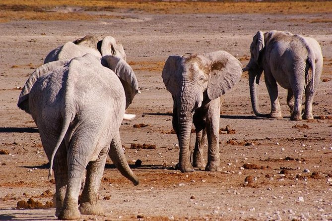 3 Day Etosha Budget Camping Safari - Swakopmund to Etosha: a straightforward route that saves energy