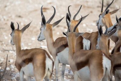 3 Day Etosha Budget Camping Safari - Etosha National Park game drives: why the timing really matters