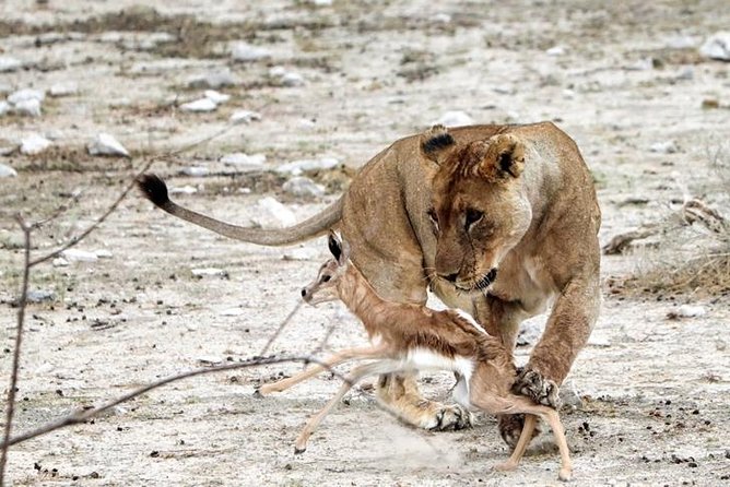 3 Day Etosha Budget Camping Safari - Price and value: what you’re paying for at $634.56