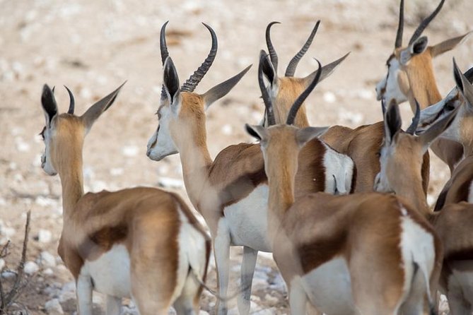 3 Day Etosha Budget Camping Safari - Etosha National Park game drives: why the timing really matters