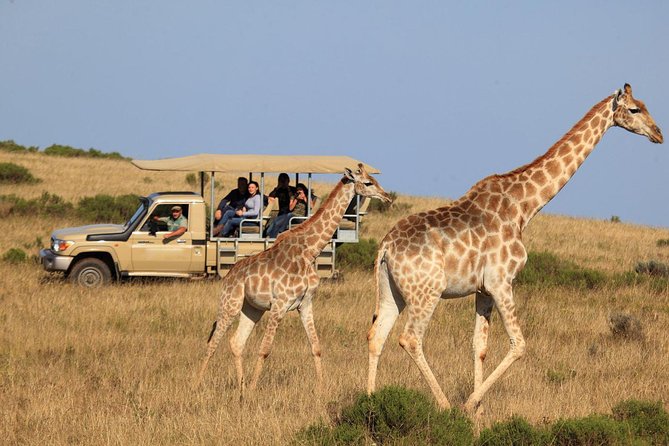 3 Day Garden Route's Best Highlights with Safari from Cape Town - Bloukrans Bridge bungy: the adrenaline choice, plus the Tsitsikamma backup