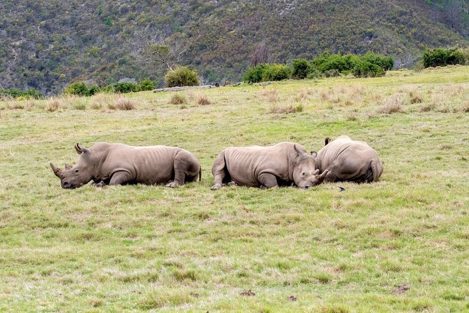 3 Day Garden Route's Best Highlights with Safari from Cape Town - Price and value: is $366.62 fair for 3 packed days?