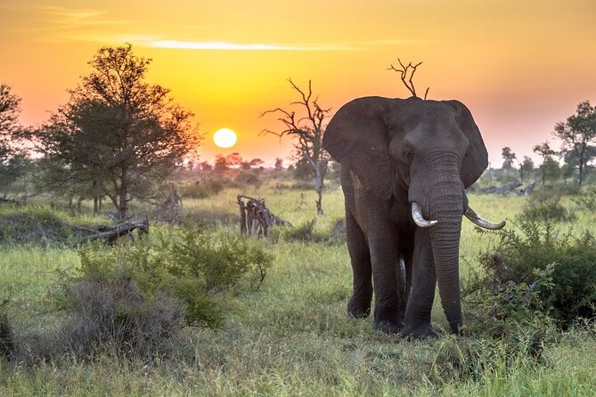 3 Day Kruger National Park Safari & Panorama Route - Day 1: drive in, then settle into the sunset safari