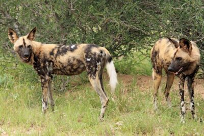 3 Day Kruger National Park Safari & Panorama Route - Day 3: Panorama Route viewpoints, plus Pilgrim’s Rest