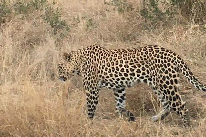 3 Day Kruger National Park Safari & Panorama Route - Price and value: is $1,008.78 per person worth it?