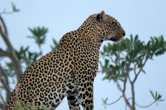 3-Day Maasai Mara Guided Safari From Nairobi - Nairobi to Maasai Mara: What this safari really delivers