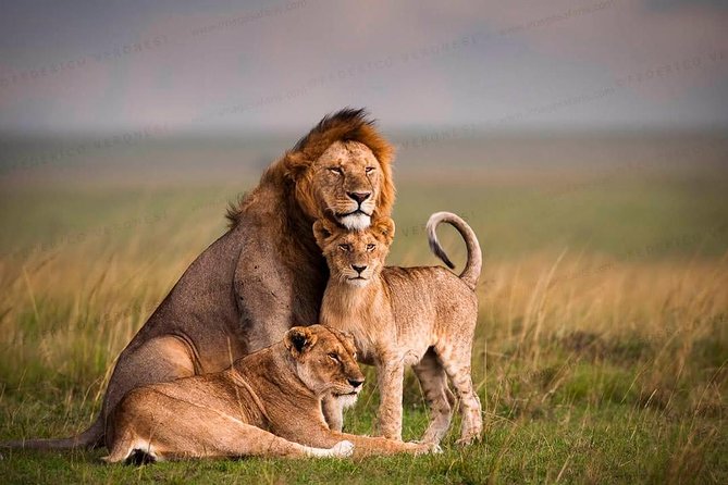 3-Day Maasai Mara Guided Safari From Nairobi - Day 3: Early breakfast, optional culture, and Nairobi drop-off
