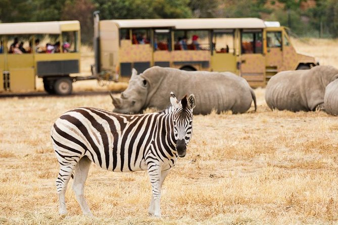 3-Day Maasai Mara Guided Safari From Nairobi - The driver and the pace: small group safari rhythm