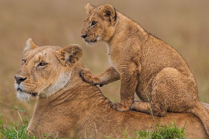 3-Day Maasai Mara Guided Safari From Nairobi - What’s included versus what costs extra