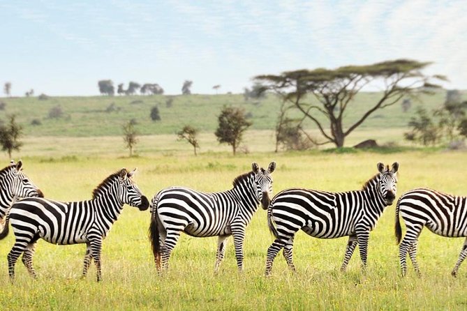 3-Day Maasai Mara Guided Safari From Nairobi - Big Five hunting: how to get the most from your game drives