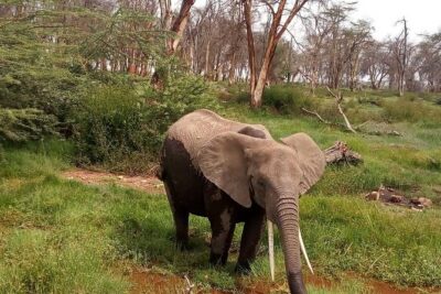 3 Day Maasai Mara & Migration safari - Key highlights you’ll care about