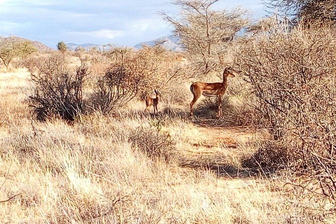 3 Day Maasai Mara & Migration safari - Day 1 afternoon game drive: arrival timing and golden-hour odds