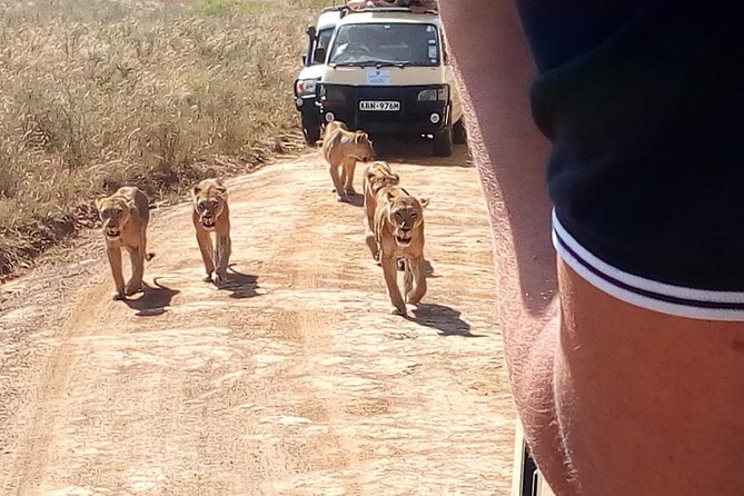 3 Day Maasai Mara & Migration safari - Day 3 return drive: final game drive before Nairobi drop-off