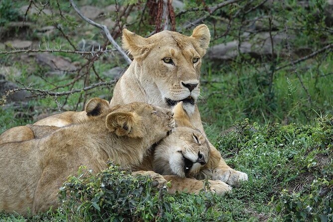 3 Day Masai Mara Budget Joining Safari on 4×4 - Daily Departures - Why This Budget Joining Safari Makes Sense for Many First-Timers
