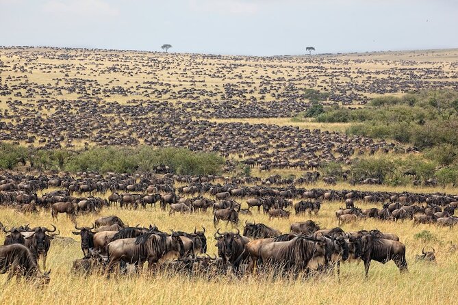 3 Day Masai Mara Budget Joining Safari on 4×4 - Daily Departures - Nairobi Morning Pickup and the Rift Valley Viewpoint Stop