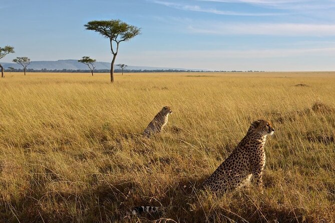 3-Day Masai Mara Group Joining Safari Adventure - Key highlights you’ll care about
