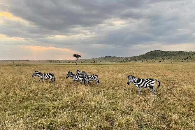 3-Day Masai Mara Group Joining Safari Adventure - Group size, timing, and how sightings actually happen