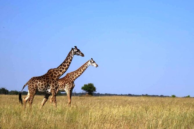 3-Day Masai Mara Group Joining Safari Adventure - Day 2’s full early morning start: Mara River and the Serengeti border zone