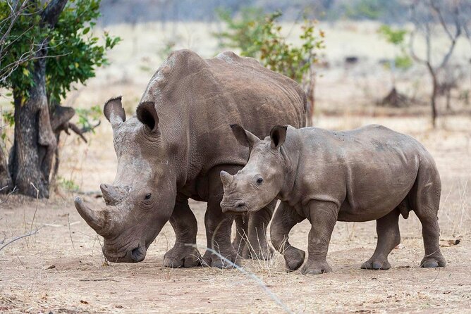 3-Day Masai Mara Group Safari with Pick Up - Day 2: unlimited game drives plus Mara River drama (migration season matters)